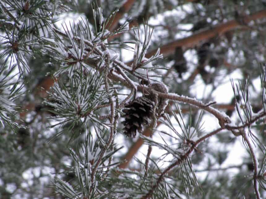 Frost in West Virginia_0106 - Weather West Virginia: Frost warning hits mountain counties